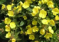 Seara soiuri de primula foto, de plantare și îngrijire, cultivarea și creșterea