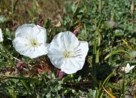 Seara soiuri de primula foto, de plantare și îngrijire, cultivarea și creșterea