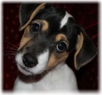 Dzhek Rassel terrier fotografie, descriere rasa, comentarii, boala, cum de a alege un catelus