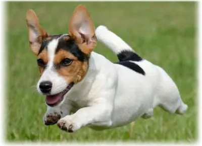 Dzhek Rassel terrier fotografie, descriere rasa, comentarii, boala, cum de a alege un catelus