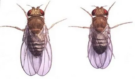 Drosophila cum să scape de dăunători pe cont propriu (auto) Drosophila cum să scape de dăunători pe cont propriu