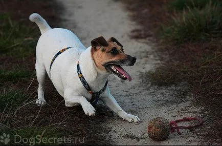 Terier Descrierea rasei a caracterului câinelui, fotografii, prețul de pui (descriere) Terier Descrierea rasei a caracterului de câine, foto, pret catelus