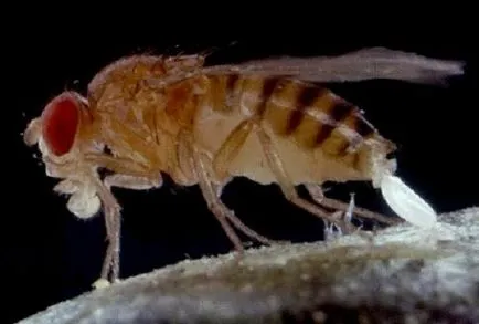 Drosophila cum să scape de ei înșiși dăunători (dăunători) Drosophila cum să scape de dăunători pe cont propriu