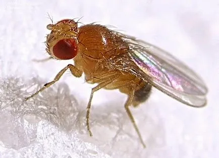 Drosophila cum să scape de ei înșiși dăunători (dăunători) Drosophila cum să scape de dăunători pe cont propriu