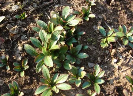 Seara soiuri de primula foto, de plantare și îngrijire, cultivarea și creșterea