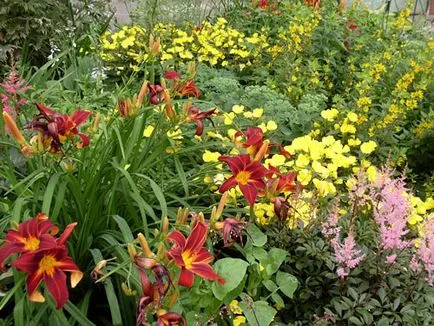 Seara soiuri de primula foto, de plantare și îngrijire, cultivarea și creșterea