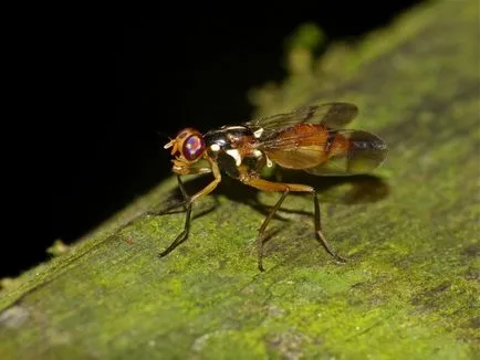 Drosophila cum să scape de ei înșiși dăunători (Drosophila) Drosophila cum să scape de dăunători pe cont propriu