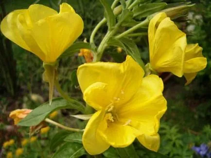 Seara soiuri de primula foto, de plantare și îngrijire, cultivarea și creșterea