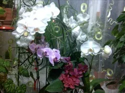 Phalaenopsis stimula înflorire