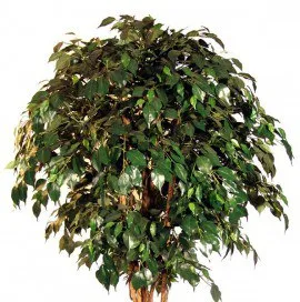 Ficus benjamina de propagare și de îngrijire la domiciliu
