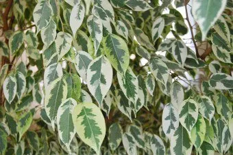 Ficus benjamina de propagare și de îngrijire la domiciliu
