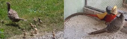 Fazan, creșterii animalelor în casă decât hrana pentru animale