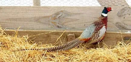 Fazan, creșterii animalelor în casă decât hrana pentru animale