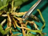 Fungicid previkur - instrucțiuni pentru a utiliza droguri, compatibilitate previkura, stocare, acțiune (previkur) Fungicid previkur - instrucțiuni pentru a utiliza droguri, compatibilitate previkura, stocare, acțiune