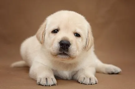fotografie Labrador