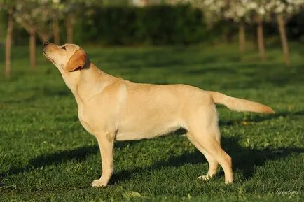 fotografie Labrador