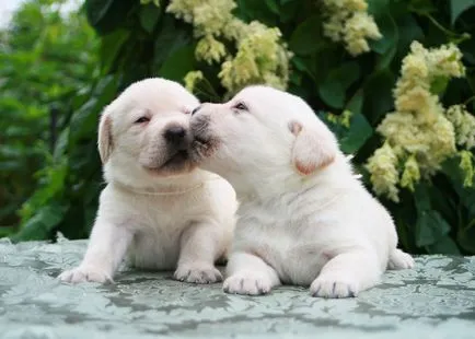 fotografie Labrador