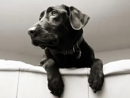 fotografie Labrador