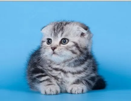 pisici Fold foto