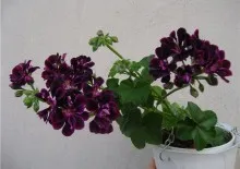 Cameră tsvtok Azalea - îngrijire, transferul și reproducerea în casă, tipurile și soiuri de azalee (