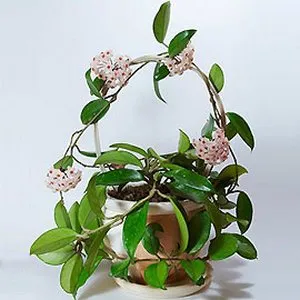 muzhegon camera de flori (foto)