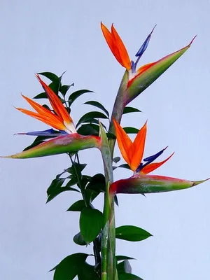 floare de interior Strelitzia (pasăre a paradisului) fotografie pe florile de plante și cum să-l (camera) să crească floare de interior Strelitzia (pasăre a paradisului) fotografii, planta flori și cum să crească