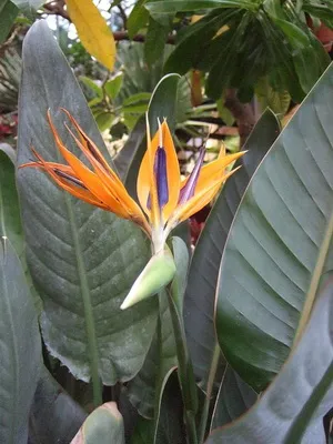 floare de interior Strelitzia (pasăre a paradisului) fotografii, flori de plante și cum să-l crească (flori) floare de interior Strelitzia (pasăre a paradisului) fotografii, planta flori și cum să crească