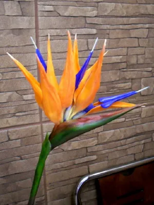 floare de interior Strelitzia (pasăre a paradisului) fotografie pe florile de plante și cum să-l (paradis) cresc floare de interior Strelitzia (pasăre a paradisului) fotografii, planta flori și cum să crească