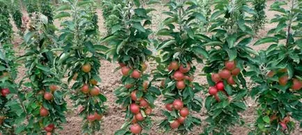 sfaturi generale de mere piloane de plantare și îngrijire (pentru mere columnare copac de îngrijire) mere sfaturi generale colonari de plantare și îngrijire