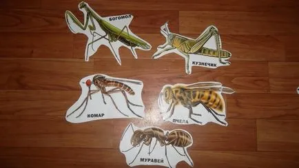 Sinopsis clase „, care sunt insecte