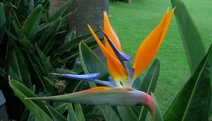 floare de interior Strelitzia (pasăre a paradisului) fotografie pe florile de plante și cum să-l (paradis) cresc floare de interior Strelitzia (pasăre a paradisului) fotografii, planta flori și cum să crească