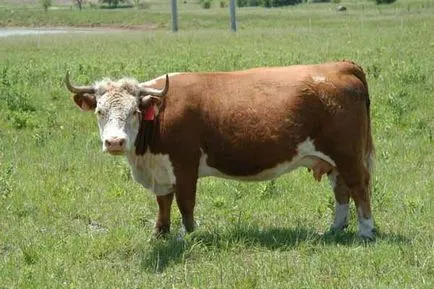 Vacile Hereford caracteristic, conținut, fotografie și prețul de viței