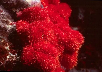 Coralii - cele mai vechi creaturi de pe pământ, fotografie știri (coral Foto Laman) Coralii - cele mai vechi creaturi de pe pământ, știri fotografie
