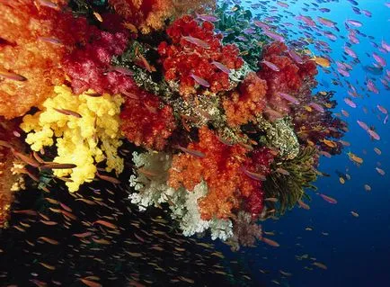 Coralii - cele mai vechi creaturi de pe pământ, știri fotografie (Fotografie de Heather Perry) Coralii - cele mai vechi creaturi de pe pământ, știri fotografie