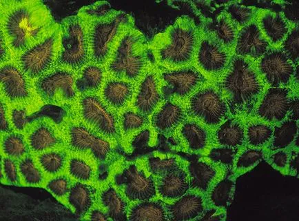 Coralii - cele mai vechi creaturi de pe pământ, fotografie de știri (corali) Coralii - cele mai vechi creaturi de pe pământ, știri fotografie