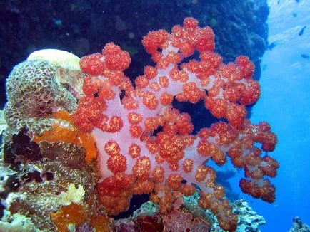Coralii - cele mai vechi creaturi de pe pământ, fotografie știri (coral Foto Laman) Coralii - cele mai vechi creaturi de pe pământ, știri fotografie