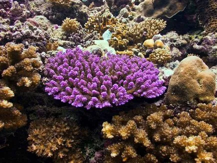 Coralii - cele mai vechi creaturi de pe pământ, fotografie știri (coral Foto Laman) Coralii - cele mai vechi creaturi de pe pământ, știri fotografie