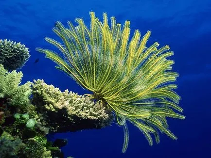 Coralii - cele mai vechi creaturi de pe pământ, fotografie știri (coral Foto Laman) Coralii - cele mai vechi creaturi de pe pământ, știri fotografie