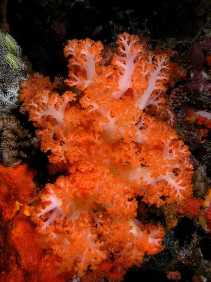 Coralii - cele mai vechi creaturi de pe pământ, fotografie de știri (fiind) Coralii - cele mai vechi creaturi de pe pământ, știri fotografie