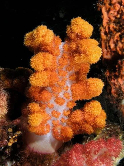 Coralii - cele mai vechi creaturi de pe pământ, fotografie știri (coral Foto Laman) Coralii - cele mai vechi creaturi de pe pământ, știri fotografie
