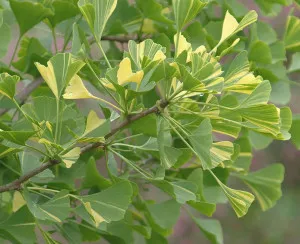 Ginkgo biloba- în creștere în suburbii și îngrijirea (în creștere) Ginkgo biloba- în creștere în suburbii și îngrijirea