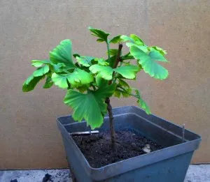 Ginkgo biloba în creștere, creștere și îngrijire