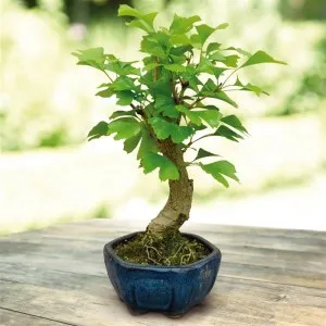 Ginkgo biloba- în creștere în suburbii și îngrijire (biloba) Ginkgo biloba- în creștere în suburbii și îngrijirea
