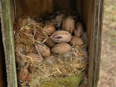 În care proteina este viu și ceea ce mănâncă ca veverițe în pădure