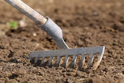 Lawn în țară cu propriile lor mâini pas cu pas instrucțiunile (gazon) Lawn în țară cu propriile mâini ghid pas cu pas