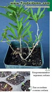 Goji (foto) cum să crească și cum să aibă grijă, site-ul de grădină, cabana și plante de apartament