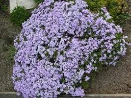 Gypsophila în creștere din semințe