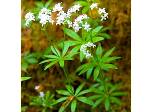 plante medicinale pentru femei (hormonale w lo cher, dar a doua TMI-on) plante medicinale pentru femei hormonale