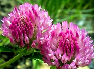 ierburi hormonale pentru femei (femei) plante medicinale pentru femei hormonale