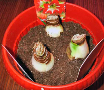 flori Hippeastrum care nu face la domiciliu (Hippeastrum) flori Hippeastrum care nu fac acasă